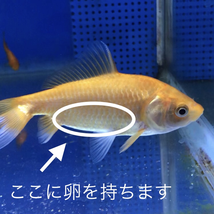 写真で説明 金魚のオス とメス の判断 簡単な見分け方から 白点病との見分け方まで５パターンご紹介します Sakana Tachihara Com 水槽で飼える生き物たち