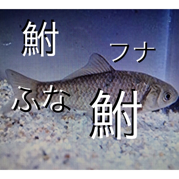 金魚と混泳できる鮒 フナ ４選 ギンブナ キンブナ ヘラブナ ゲンゴロウブナ テツギョもか Sakana Tachihara Com 水槽で飼える生き物たち