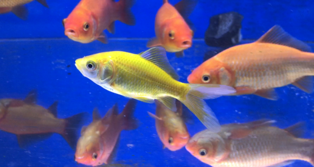 ◆茨城県神栖市の観賞魚飼育管理士が『金魚の疑問』をまとめてみた。