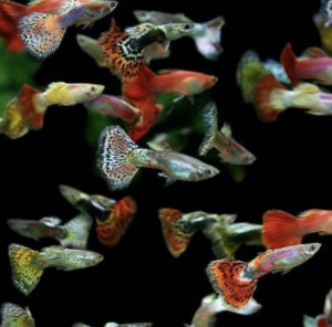 グッピー プラティ モーリーなど簡単に繁殖 稚魚を産む魚はとは ８種を紹介 Aquashop Arrange アクアショップ アレンジ