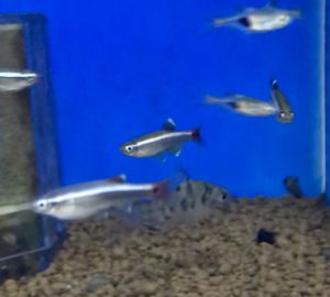 金魚との混泳する魚の選び方 相性 性格 ヤマトヌマエビやタニシは一緒に飼えるのか Aquashop Arrange アクアショップ アレンジ
