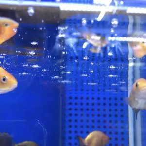 金魚が水面でパクパクしてる原因とは 鼻あげ する３つの理由とは Aquashop Arrange アクアショップ アレンジ