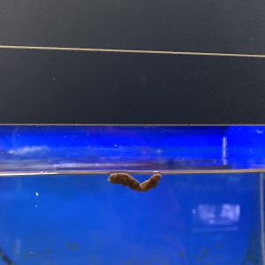 金魚の透明ウンチが浮かぶ理由 糞で飼育や餌の状態把握 健康のバロメーター Aquashop Arrange アクアショップ アレンジ
