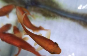 写真で説明 金魚のオス とメス の判断 簡単な見分け方から 白点病との見分け方まで５パターンご紹介します Aquashop Arrange アクアショップ アレンジ