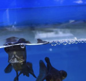 金魚が水面でパクパクしてる原因とは 鼻あげ する３つの理由とは Aquashop Arrange アクアショップ アレンジ