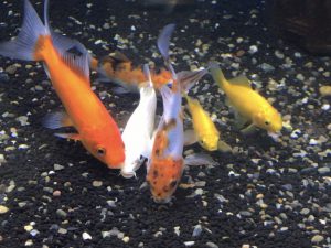 金魚と錦鯉の混泳説明 一緒に飼うために 失敗しない４つのポイントとは Aquashop Arrange アクアショップ アレンジ