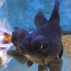 金魚の透明ウンチが浮かぶ理由 糞で飼育や餌の状態把握 健康のバロメーター Aquashop Arrange アクアショップ アレンジ