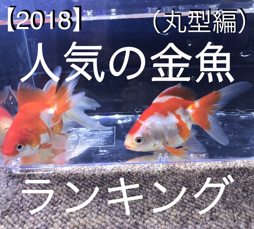 ◆【2018】人気金魚ランキング『丸物編』第５位～おまけ
