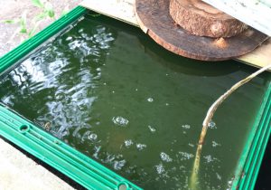 外の池や水槽が緑色で困ったらフタをしてしまえ グリーンウォーター解決策を探る Aquashop Arrange アクアショップ アレンジ