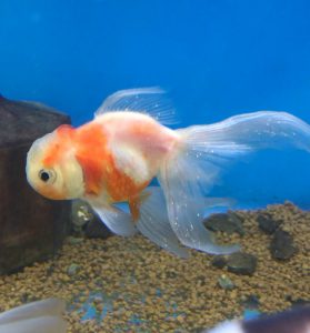 写真で説明 金魚のオス とメス の判断 簡単な見分け方から 白点病との見分け方まで５パターンご紹介します Aquashop Arrange アクアショップ アレンジ