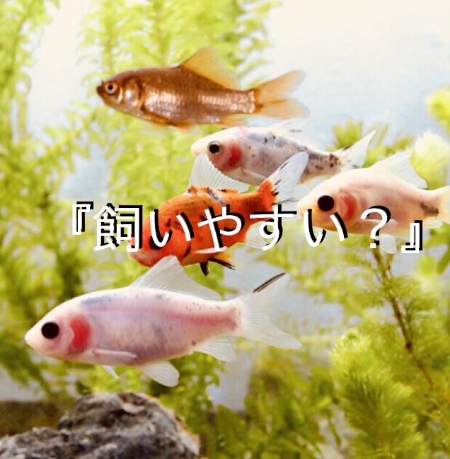 ◆金魚と熱帯魚はどちらが飼いやすい？・・・メダカはどう？