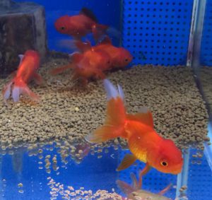 金魚を飼育するためには 投げ込み式フィルター ブクブク と外掛け式フィルターどちらが酸素量が多いですか Aquashop Arrange アクアショップ アレンジ