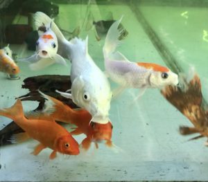 水槽で飼育する 錦鯉 を健康に管理する方法 よくあるトラブル対策とは Aquashop Arrange アクアショップ アレンジ