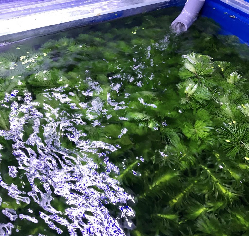 Sakanaの日常 金魚藻 アナカリス カボンバ マツモ は増えますか Aquashop Arrange アクアショップ アレンジ