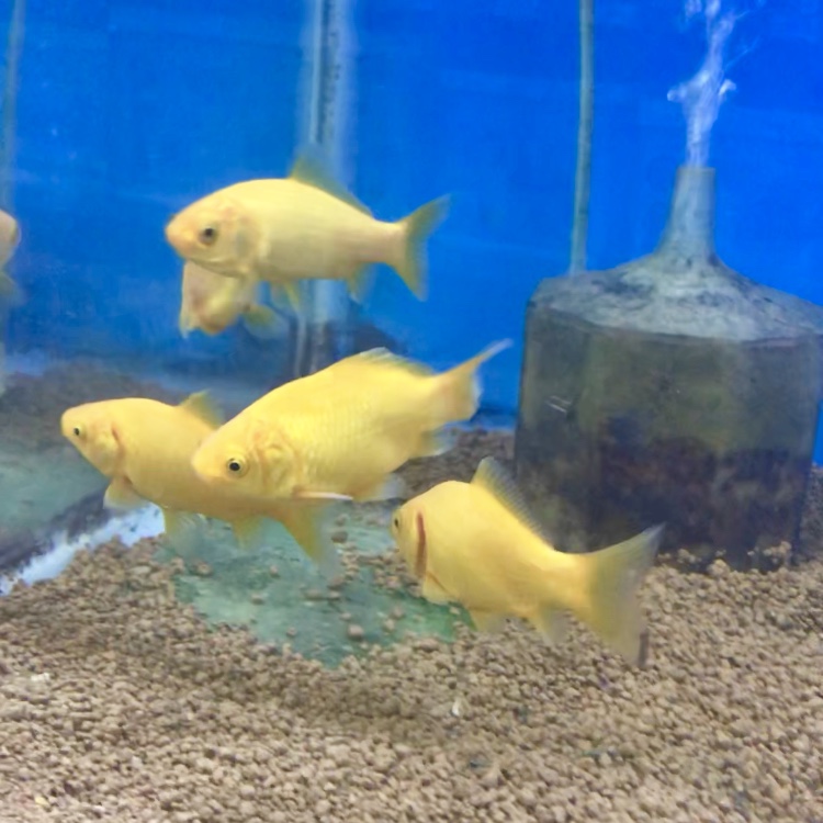 ◆金魚が死んでしまった水槽で、もう一度金魚を飼育する方法とは？おさえるべき４つのポイント。