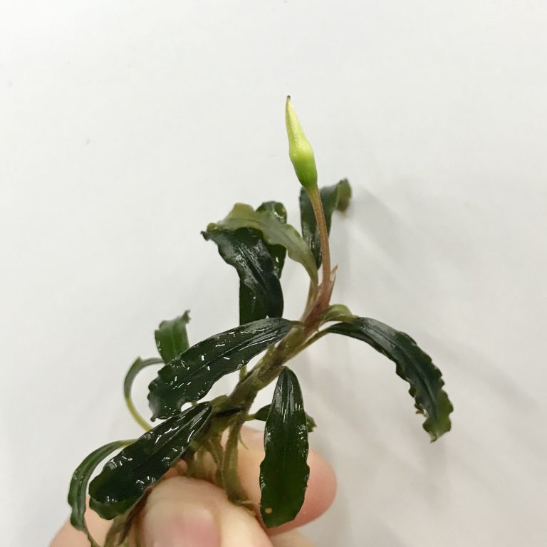 bucephalandra sp “彩雲” from Kapuas az便 - 魚用品・水草