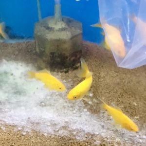濃度には要注意 水族館や熱帯魚飼育に塩で魚が突然死事件発生 Aquashop Arrange アクアショップ アレンジ