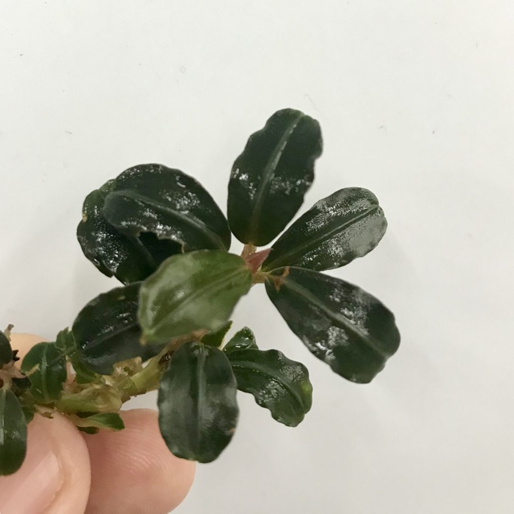 好評 sp.Pearl 【TB便】Bucephalandra gray 1株 水上株 水草 - www