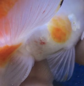 写真付き 桜琉金に寄生したチョウ虫を駆除 金魚を傷めないで取り除く方法とは Aquashop Arrange アクアショップ アレンジ