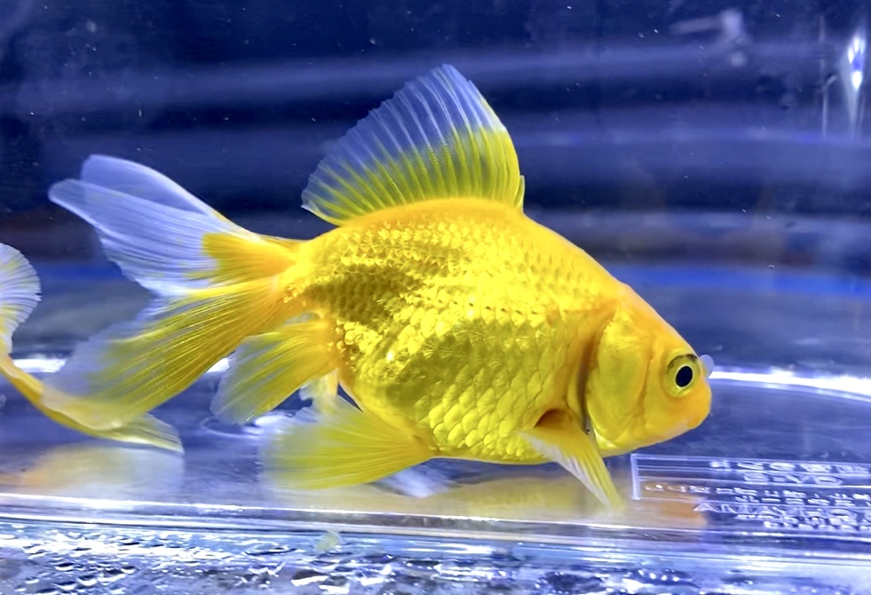 ◆江戸川産の黄金魚（きんぎょ）の飼育や通販流通など。冬場の金魚購入する時に知っておきたい水温。