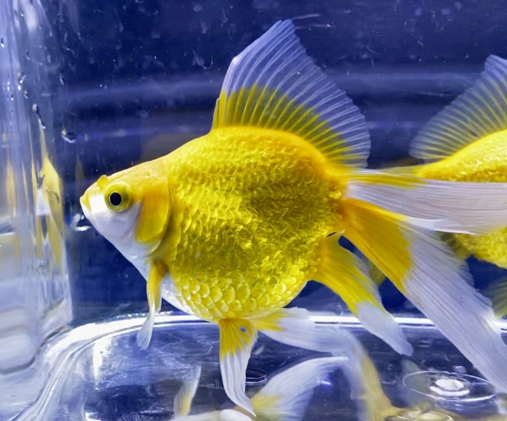 ◆薩摩養魚場産のキラキラ玉黄金（たまおうごん）光の反射がすごい金魚とは。