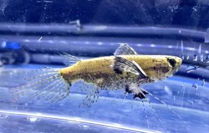 バタフライフィッシュは上層を泳ぐ古代魚 Aquashop Arrange アクアショップ アレンジ