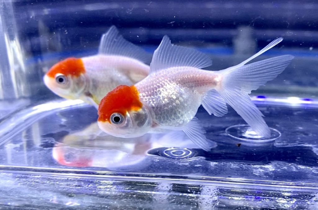 金魚の目が白い 眼の表面に膜 内側の白濁 原因や解消法とは 薬はあるのか Aquashop Arrange アクアショップ アレンジ