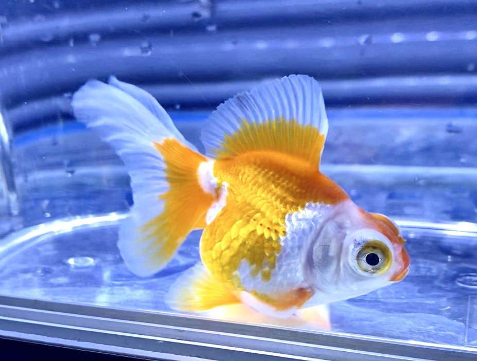 金魚の目が白い 眼の表面に膜 内側の白濁 原因や解消法とは 薬はあるのか Aquashop Arrange アクアショップ アレンジ