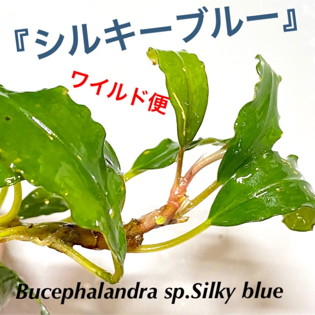 ◇ブセファランドラSP.シルキーブルー（Bucephalandra sp. Silky blue 