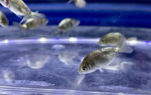 金魚の寄生虫治療はなぜ起こる 初期症状は早期発見のポイント イカリ虫 ウオジラミ Aquashop Arrange アクアショップ アレンジ