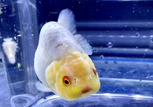 金魚の 春 トラブル 繁殖 水温変化 寄生虫 チョウ虫 ウオサジラミ Aquashop Arrange アクアショップ アレンジ