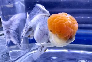 金魚のタブー治療 簡単でよいから素早く行動 メチレンブルー不要で 塩 アグテン 東錦 ズマニシキ の白点病治る 鷹の爪は信憑性に欠ける Aquashop Arrange アクアショップ アレンジ
