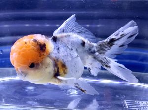 金魚の冬の飼い方 お部屋での注意点とは Aquashop Arrange アクアショップ アレンジ