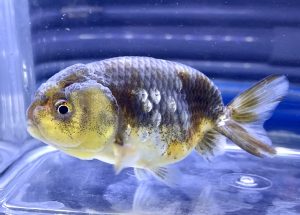 金魚の寄生虫治療はなぜ起こる 初期症状は早期発見のポイント イカリ虫 ウオジラミ Aquashop Arrange アクアショップ アレンジ