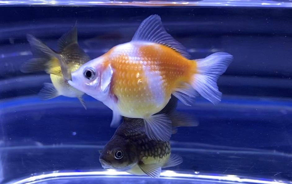 ピンポンパールを金魚鉢で飼いたい時はどうする 酸素タブレット どんぶり金魚 Aquashop Arrange アクアショップ アレンジ