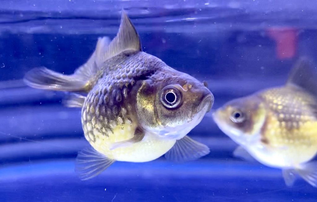 ピンポンパールとエビは飼えるのか 混泳問題について 金魚 Aquashop Arrange アクアショップ アレンジ