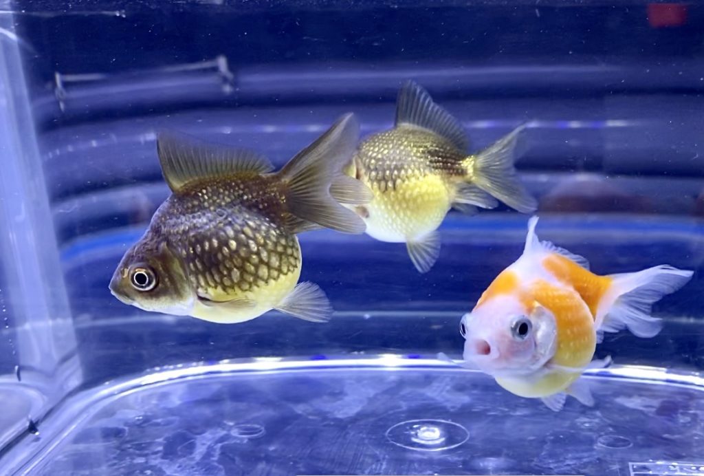 ピンポンパールの色が変わる理由 変色 退色 予防方法とは 金魚 Aquashop Arrange アクアショップ アレンジ