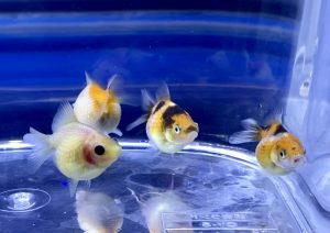 金魚 ピンポンパールsサイズは難しい 飼育や通販を含めた販売価格帯とは Aquashop Arrange アクアショップ アレンジ