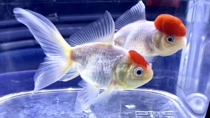 金魚と水草の関係とは 飼育のポイント 水槽で酸素を作る 水質浄化効果 金魚のオヤツ Aquashop Arrange アクアショップ アレンジ