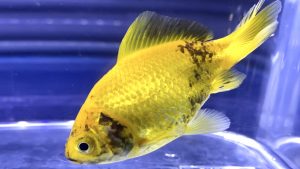 金魚が頭を下にして泳ぐのは状態 逆立ち泳ぎとは 飼育 病気治療 Aquashop Arrange アクアショップ アレンジ