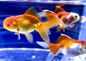 金魚を購入したら3日間エサをあげない 夏場の飼い方に反省点 Aquashop Arrange アクアショップ アレンジ