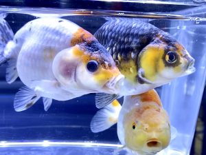 金魚がなつく行動 人に良く懐かせる方法とは 品種による差は Aquashop Arrange アクアショップ アレンジ