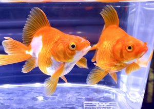金魚飼育が上手くいくバクテリアの増やす方法 水槽の丸洗いがいけない訳 Aquashop Arrange アクアショップ アレンジ