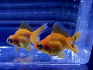 金魚にはオートヒーターよりもサーモスタット付きヒーター 温度調節可能タイプ 良い理由とは Aquashop Arrange アクアショップ アレンジ