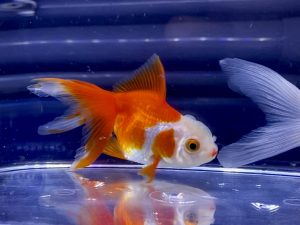 金魚の 血管が浮き出る 身体や尾鰭の 充血 原因や治療とは Aquashop Arrange アクアショップ アレンジ