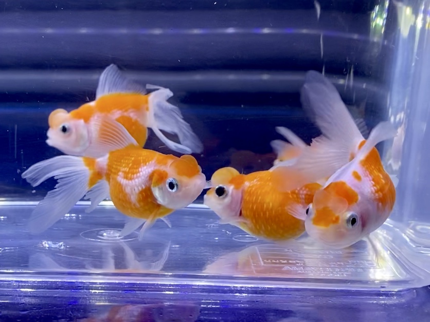 金魚が追いかけまわす原因パターンとは。性格の問題はありますか？