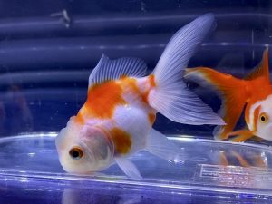 金魚の 血管が浮き出る 身体や尾鰭の 充血 原因や治療とは Aquashop Arrange アクアショップ アレンジ