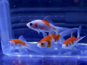 水槽に対する金魚の適正な数を守ると飼育は簡単になる 何匹が合っている Aquashop Arrange アクアショップ アレンジ