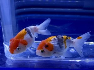 金魚の塩分濃度調整 塩浴 の管理や終わらせ方とは Aquashop Arrange アクアショップ アレンジ