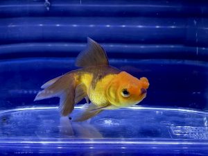 初心者は金魚水槽を年末に向けて大掃除した方が良いのか Aquashop Arrange アクアショップ アレンジ